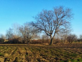 Bare trees on field against clear blue sky