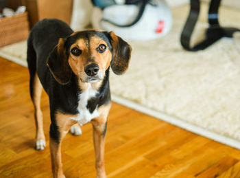 Portrait of dog standing on hardwood floor