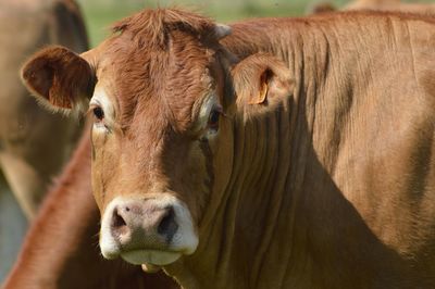 Close-up portrait of a dog