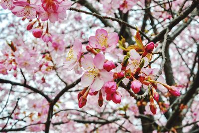 Low angle view of cherry blossoms in spring
