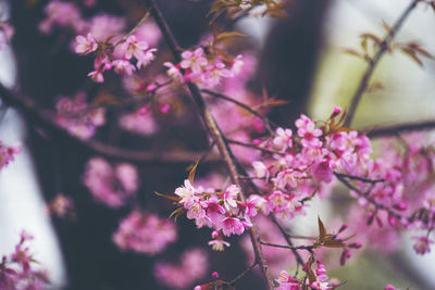 Close-up of pink cherry blossoms in spring