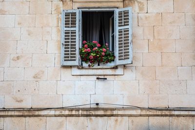 Low angle view of potted plant on wall