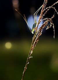 Close-up of dry plant