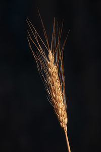 Close-up of crops against black background