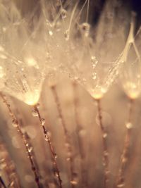 Close-up of water drops on glass