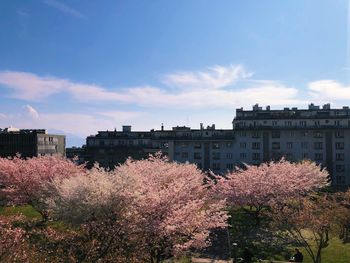 Cherry blossom by buildings in city against sky