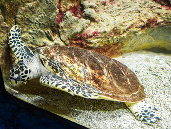 Close-up of turtle in sea