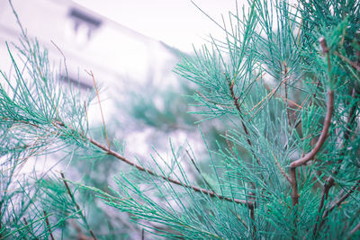 Close-up of plant growing on field