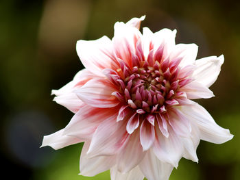 Close-up of white flower