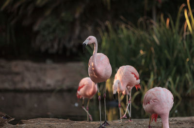 Flamingoes against blurred plants