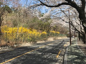 Road amidst plants and trees during autumn