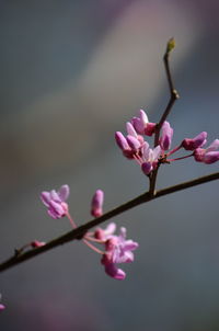 Close-up of pink cherry blossoms in spring