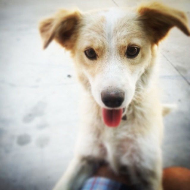 dog, pets, domestic animals, one animal, mammal, animal themes, looking at camera, portrait, pet collar, animal head, focus on foreground, close-up, pet leash, canine, standing, sticking out tongue, loyalty, puppy, sitting