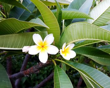 Close-up of white flowering plant