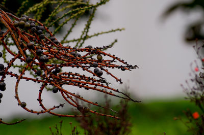 Close-up of flower tree