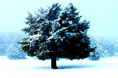 Low angle view of tree against sky