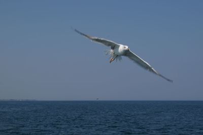 Low angle view of bird flying over sea against clear sky