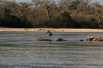View of a horse in the lake