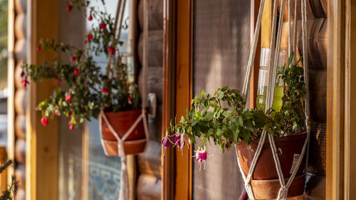 Potted plants hanging at home