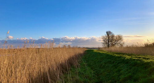 Scenic view of field against blue sky