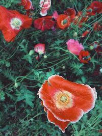 Close-up of red flower