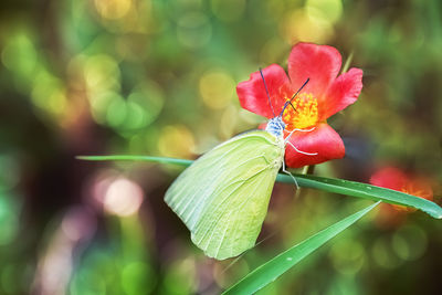 Yellow butterfly sitting on flowers to take nectar, honey in the bright morning.