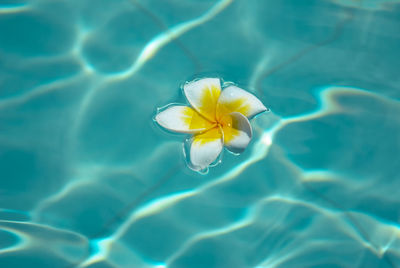 Close-up of wet yellow flower