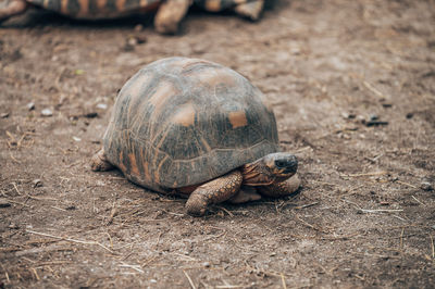 Close-up of turtle on ground