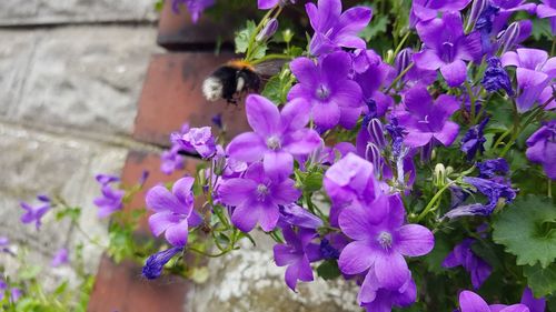 Close-up of bee pollinating on purple flower