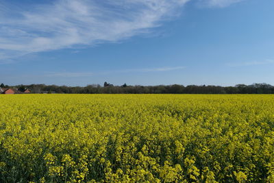 Scenic view of oilseed rape field against sky