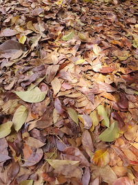 Full frame shot of maple leaves during autumn