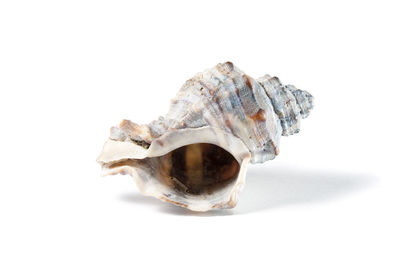Close-up of shell over white background