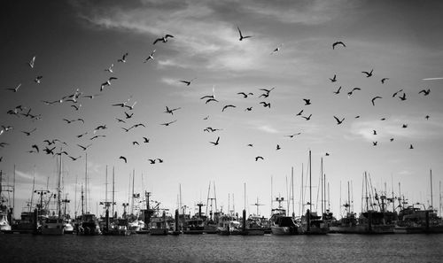 Birds flying over harbor against sky