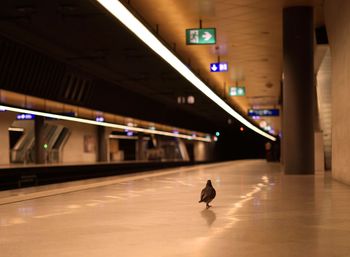 Pigeon in a empty railroadstation during corona crisis