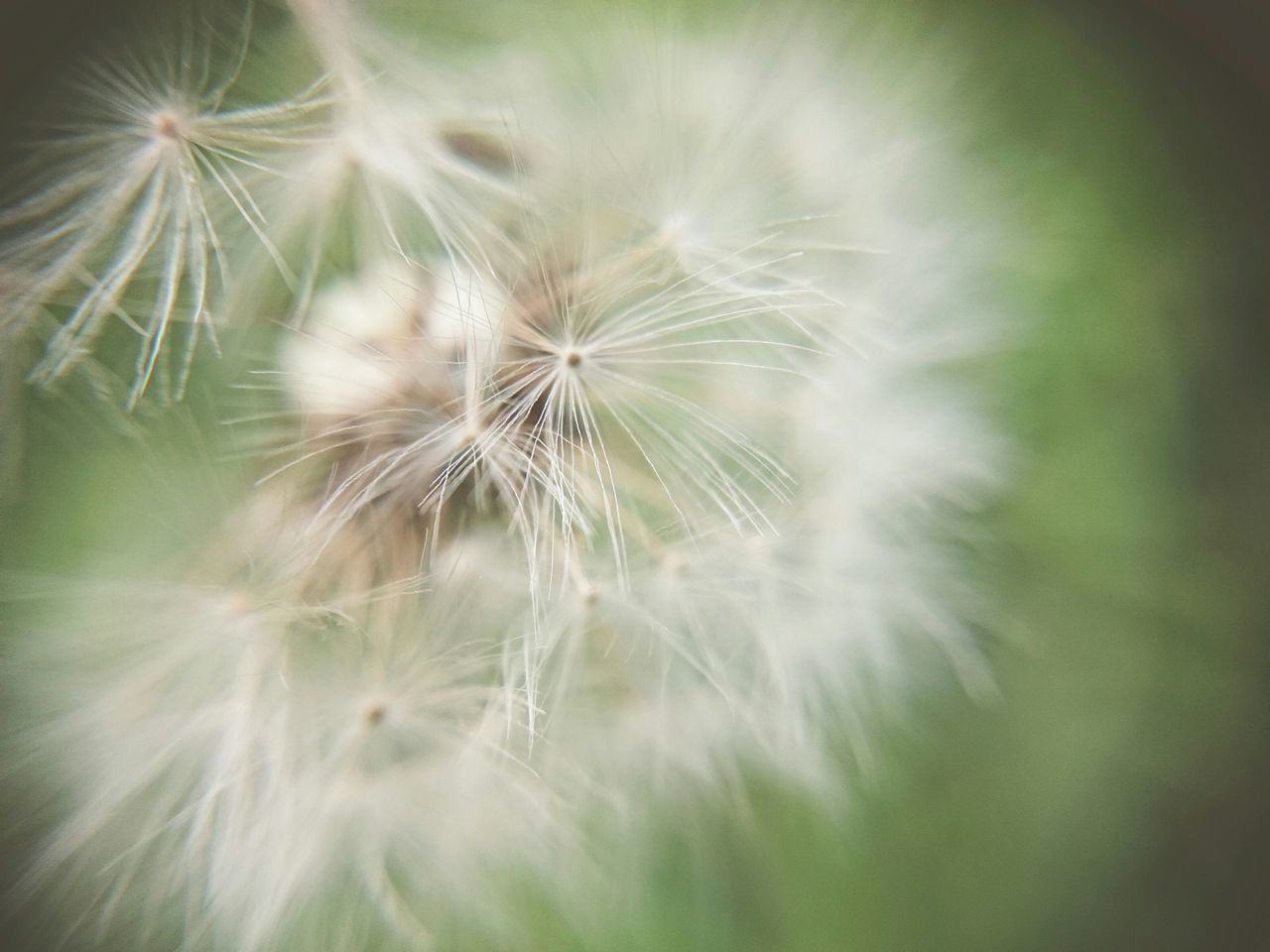 dandelion, flower, fragility, freshness, growth, close-up, flower head, beauty in nature, nature, softness, single flower, white color, plant, focus on foreground, selective focus, dandelion seed, day, uncultivated, wildflower, no people