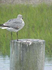 bird
