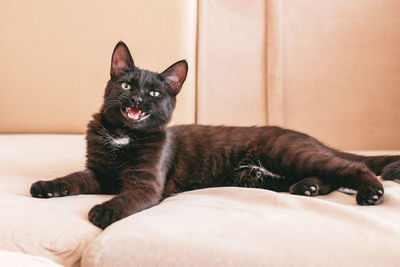 Beautiful black and white cat is lying on a beige sofa.