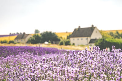 Purple flowering plants on field against clear sky
