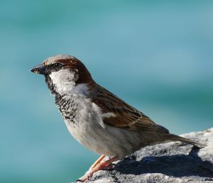 Close-up of bird perching on rock