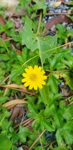 Close-up of yellow flowering plant