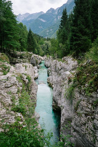 Scenic view of river stream amidst trees
