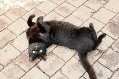 High angle view of cat lying on footpath