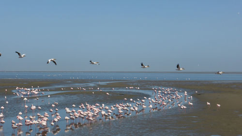 Seagulls flying over beach against clear sky