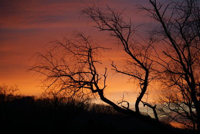 Silhouette bare trees against sky during sunset