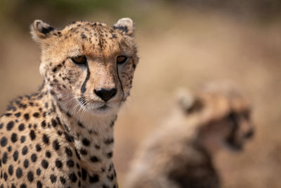 Close-up portrait of cheetah