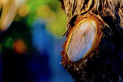 Close-up of tree trunk