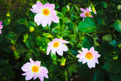 Close-up of pink flowering plants