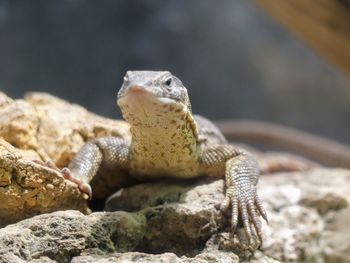 Close-up of lizard on rock