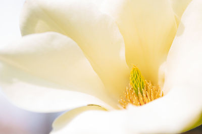 Macro shot of white flowering plant