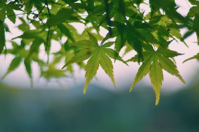 Close-up of leaves on twig